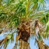 Sabal Palm Tree (Sabal Palmetto) -Exotic Fruit & Spice Garden Shop 0155d9 155fc7ca3f4b42c8abfbb7bdd40452e6 mv2 d 1869 2800 s 2