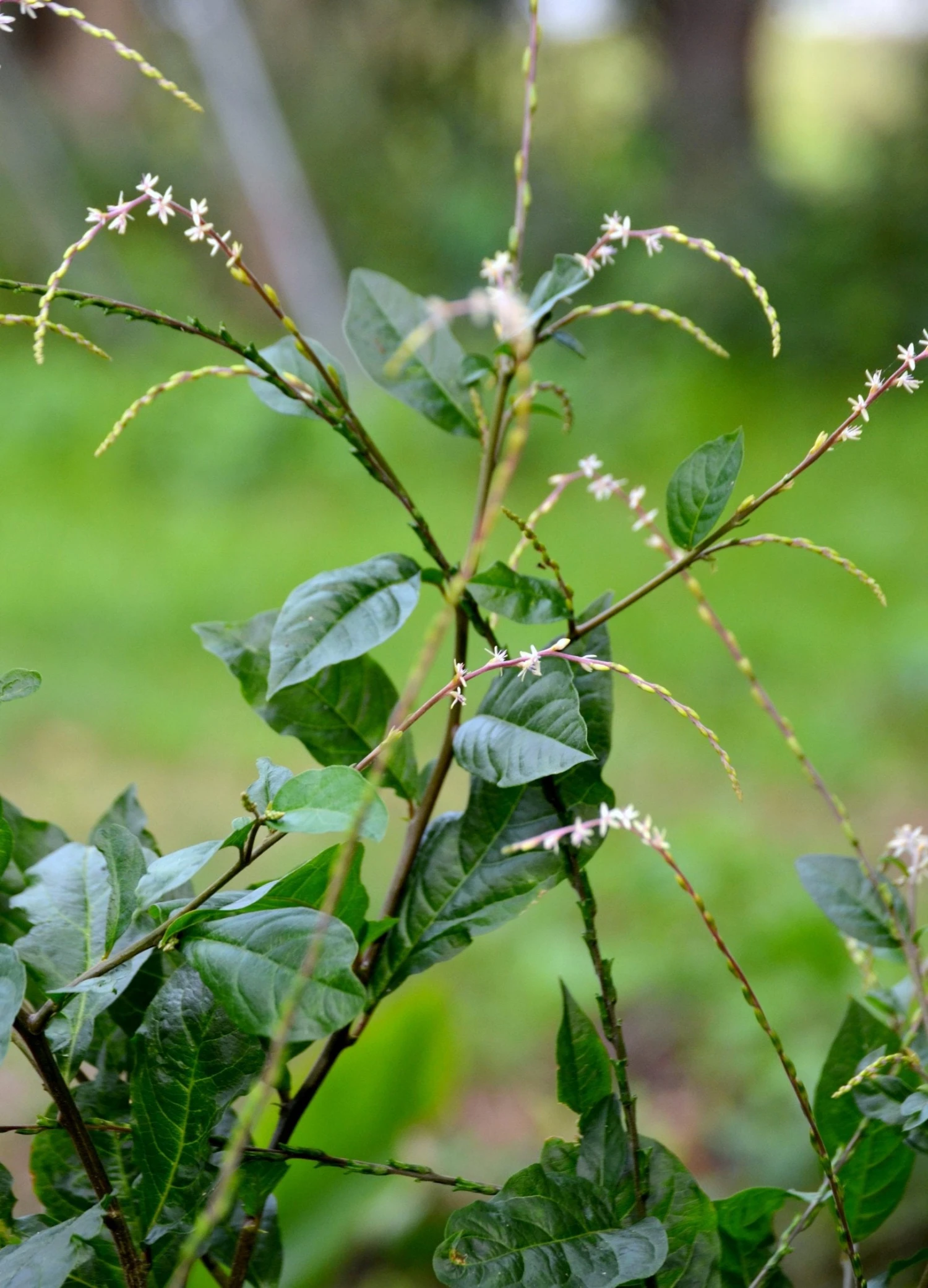 Anamu (Petiveria Alliacea) 3 Anamu (Petiveria Alliacea)