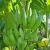 Banana 'Mona Lisa' (Musa Acuminata) -Exotic Fruit & Spice Garden Shop 0155d9 54c5d8d5530f40e4bcd13479517df50d mv2 d 1874 2800 s 2