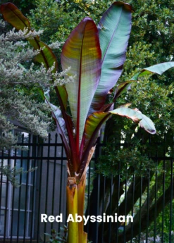 Banana Bundle: Siam Ruby, Blood Banana, Dwarf Cavendish & Red Abyssinian -Exotic Fruit & Spice Garden Shop 2 4 8985e285 ce04 4e50 aa53 cc81bd4e76e5