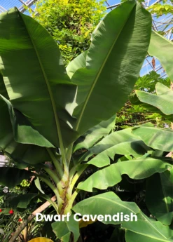 Banana Bundle: Siam Ruby, Blood Banana, Dwarf Cavendish & Red Abyssinian -Exotic Fruit & Spice Garden Shop 4 4