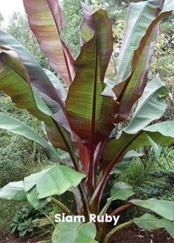 Banana Bundle: Siam Ruby, Blood Banana, Dwarf Cavendish & Red Abyssinian -Exotic Fruit & Spice Garden Shop 5 2