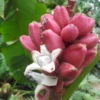 Pink Banana (Musa Vulpina) 1 Pink Banana (Musa Vulpina) -Exotic Fruit & Spice Garden Shop 71972A07 0A0A 44A0 B8BE 8214347188F6