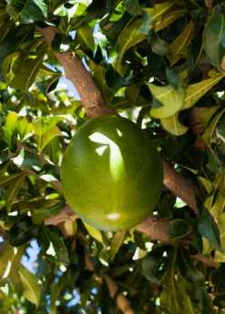 Exotic Fruit & Spice Garden Shop -Exotic Fruit & Spice Garden Shop Abiu Tree for Sale SowExotic.com