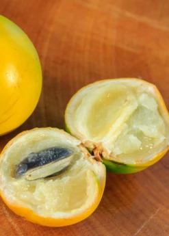 Abiu (Pouteria Caimito) -Exotic Fruit & Spice Garden Shop Abiu Tree for Sale SowExotic.com 2