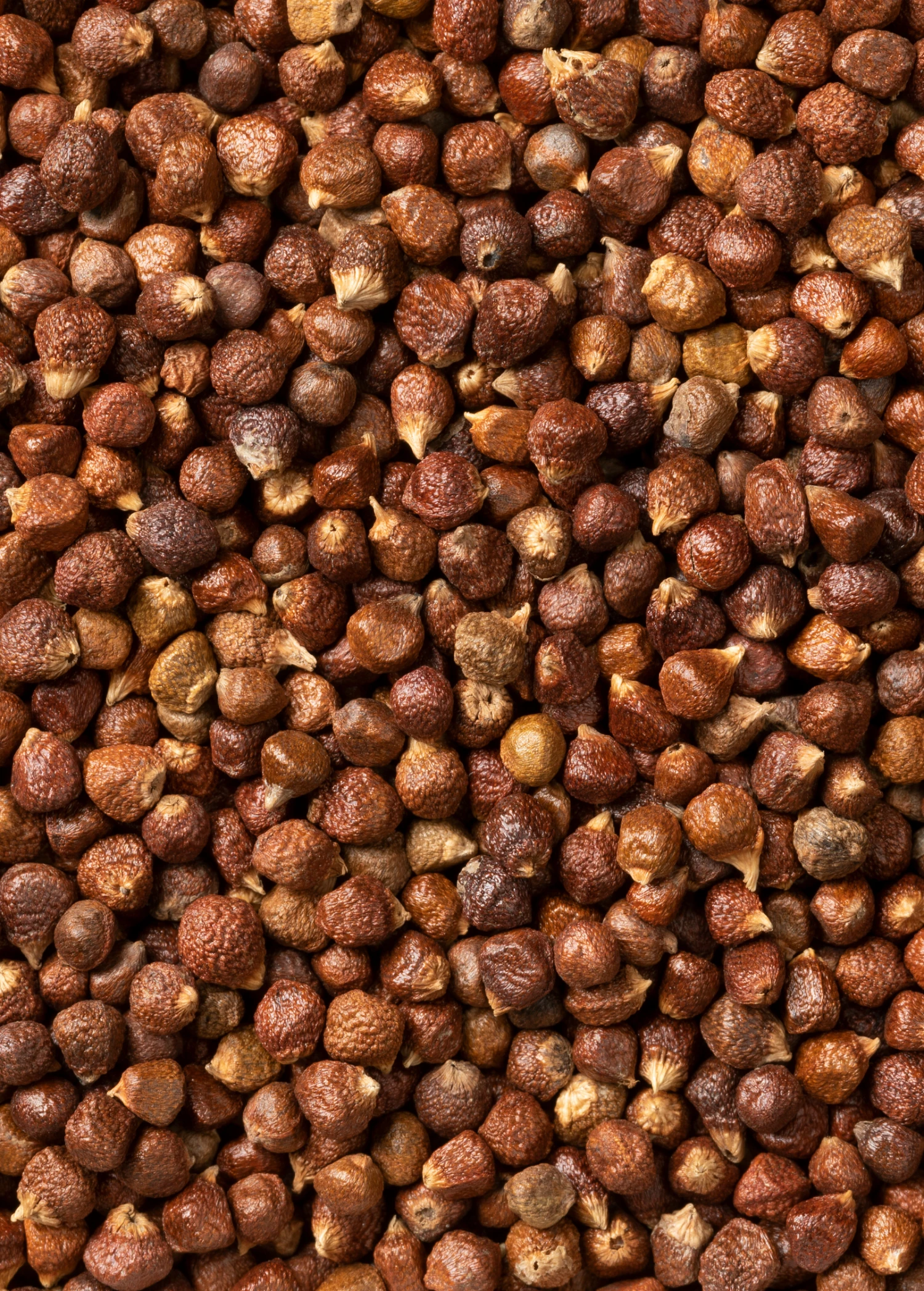 Grains Of Paradise (Aframomum Melegueta) 3 Grains Of Paradise (Aframomum Melegueta)