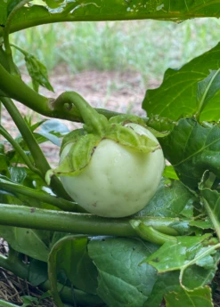 Exotic Fruit & Spice Garden Shop -Exotic Fruit & Spice Garden Shop African eggplant Plantf or sale SowExotic