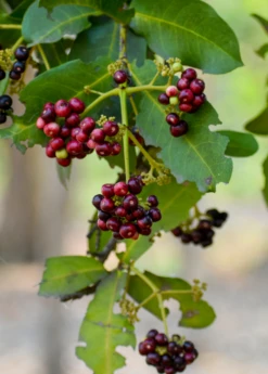 Exotic Fruit & Spice Garden Shop -Exotic Fruit & Spice Garden Shop Allspice Pimentadioica plant for sale SowExotic.com fafd3190 07c5 4294 8535 9f4932eea065