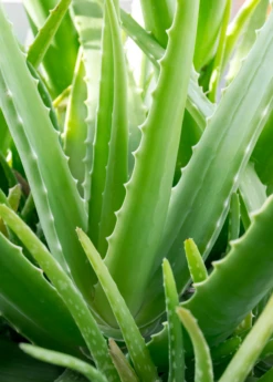 Exotic Fruit & Spice Garden Shop -Exotic Fruit & Spice Garden Shop Aloe Vera Plants for sale SowExotic 9ba4c2d0 fdbd 4940 98fe 95c72293a441