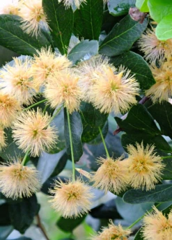 Black Bead (Pithecellobium Keyense) 11 Black Bead (Pithecellobium Keyense) -Exotic Fruit & Spice Garden Shop BlackBeadPithecellobiumkeyenseNativeFruitTreesforSale SowExotic.com