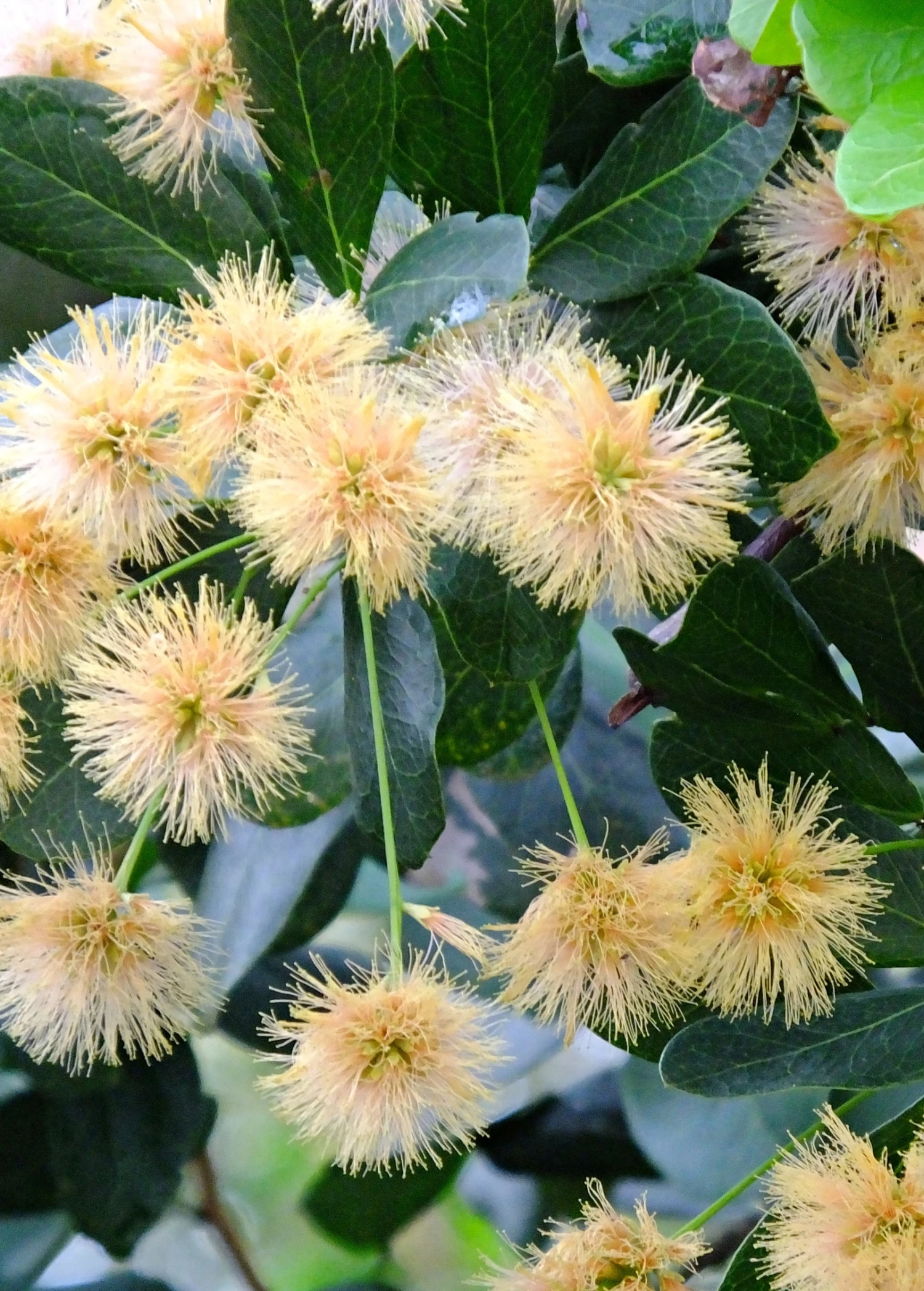 Black Bead (Pithecellobium Keyense) 7 Black Bead (Pithecellobium Keyense) - Image 5