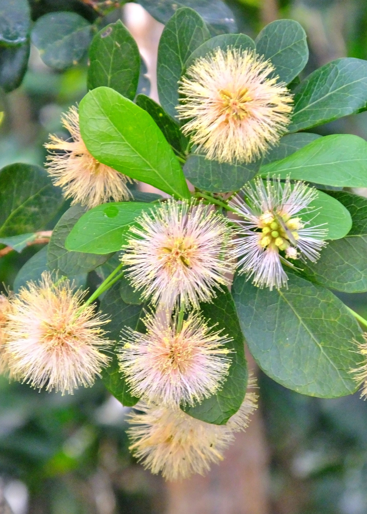 Black Bead (Pithecellobium Keyense) 6 Black Bead (Pithecellobium Keyense) - Image 4