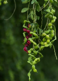 Black Bead (Pithecellobium Keyense) 9 Black Bead (Pithecellobium Keyense) -Exotic Fruit & Spice Garden Shop BlackBeadPithecellobiumkeyenseNativeFruitTreesforSale SowExotic.com 2