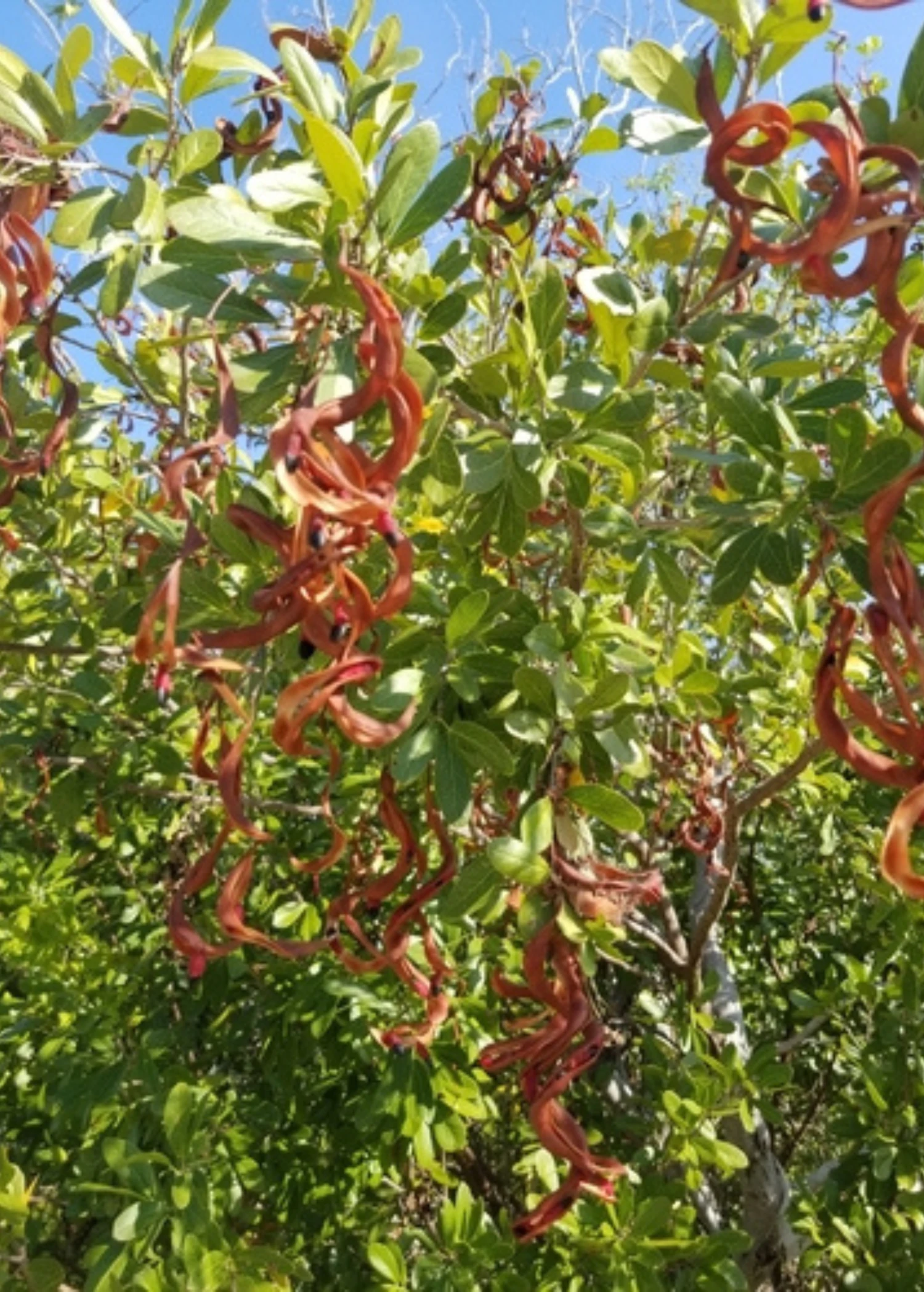 Black Bead (Pithecellobium Keyense) 4 Black Bead (Pithecellobium Keyense) - Image 2