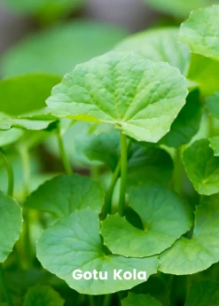 Exotic Fruit & Spice Garden Shop -Exotic Fruit & Spice Garden Shop Gotu kola plant for sale SowExotic.com