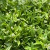 Beijing Grass (Murdannia Loriformis) -Exotic Fruit & Spice Garden Shop IMG 8669