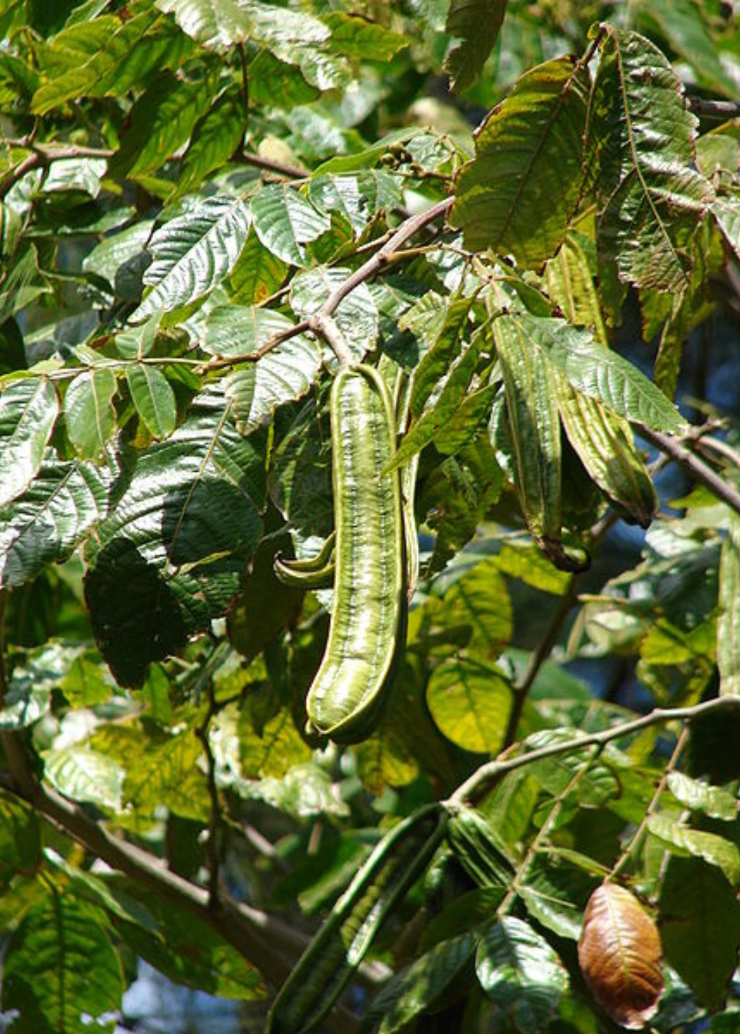 Ice Cream Bean, Feuileei (Inga Feuilleei) 3 Ice Cream Bean, Feuileei (Inga Feuilleei)