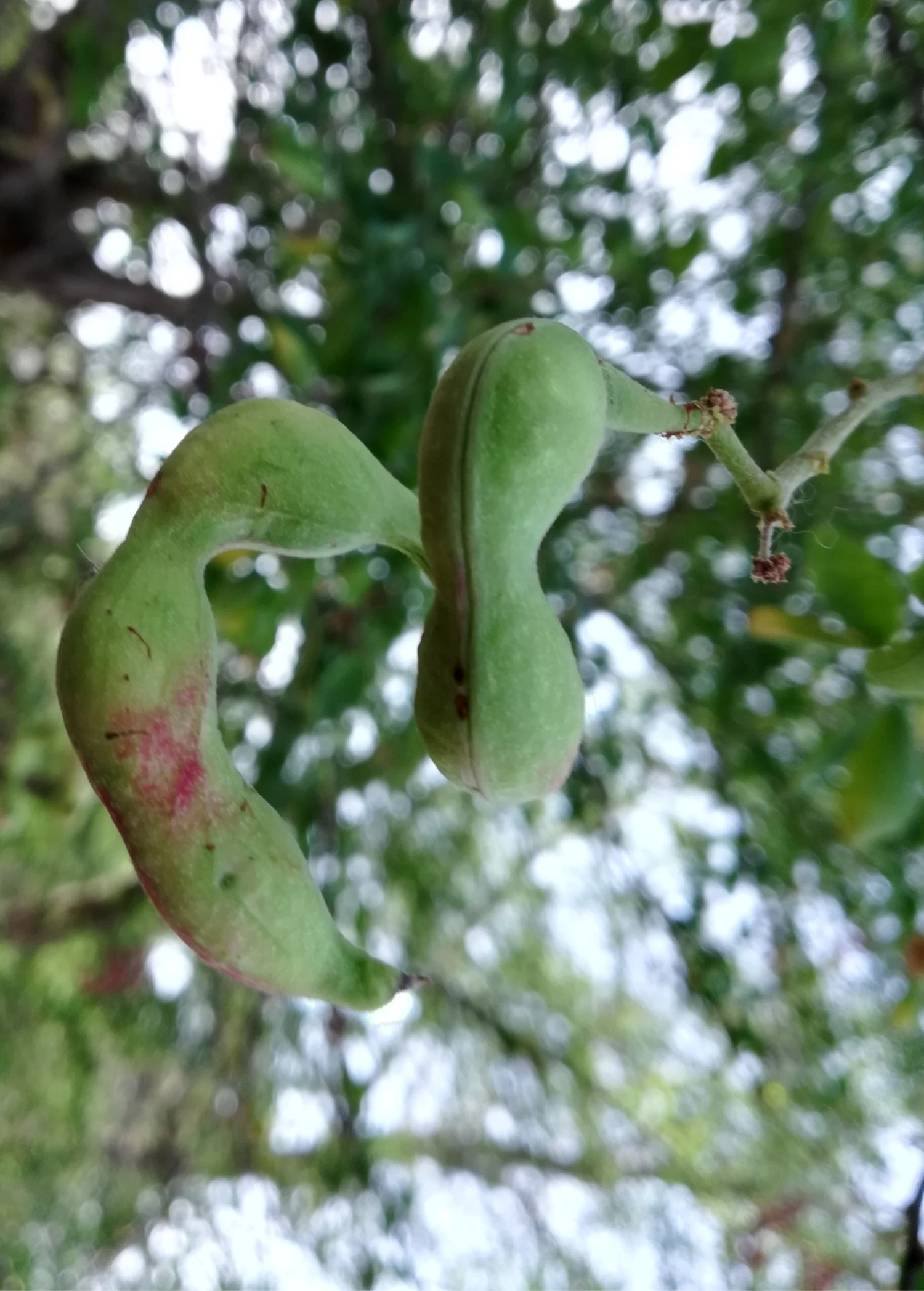 Inga Acu (Inga Cinnamomea) 3 Inga Acu (Inga Cinnamomea)