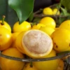 Lemon Drop Mangosteen (Garcinia Intermedia) 1 Lemon Drop Mangosteen (Garcinia Intermedia) -Exotic Fruit & Spice Garden Shop LemonDropMangosteenSowExoticNursery