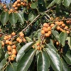Lotus Plum (Diospyros Lotus) 2 Lotus Plum (Diospyros Lotus) -Exotic Fruit & Spice Garden Shop LotusPlumdiospyroslotussowexotic