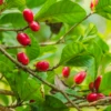 Miracle Fruit (Synsepalum Dulcificum) 1 Miracle Fruit (Synsepalum Dulcificum) -Exotic Fruit & Spice Garden Shop Miracle Fruit Shrub
