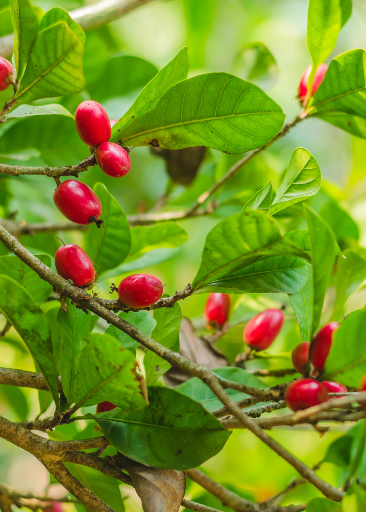 Miracle Fruit (Synsepalum Dulcificum) 3 Miracle Fruit (Synsepalum Dulcificum)