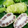 Noni (Morinda Citrifolia)
