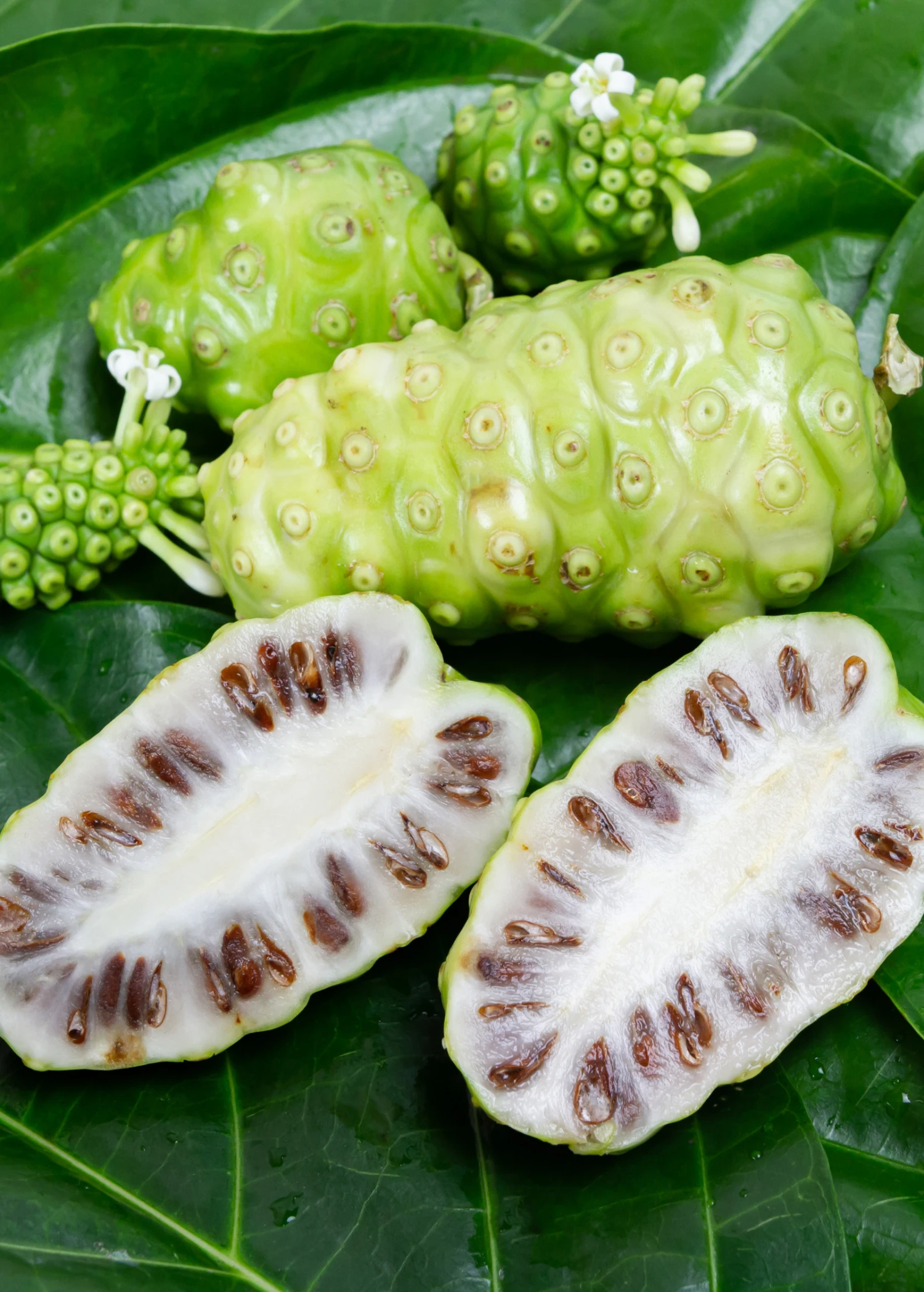 Noni (Morinda Citrifolia) 3 Noni (Morinda Citrifolia)