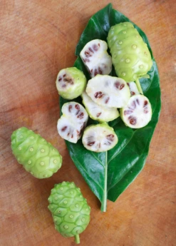 Noni (Morinda Citrifolia) 14 Noni (Morinda Citrifolia) -Exotic Fruit & Spice Garden Shop Morindacitrifolianonifruittreeforsalesowexotic 1