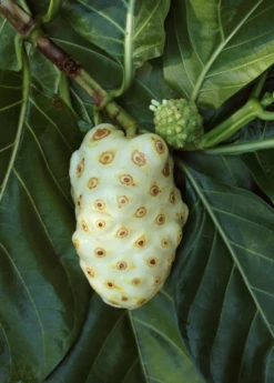 Noni (Morinda Citrifolia) 11 Noni (Morinda Citrifolia) -Exotic Fruit & Spice Garden Shop Morindacitrifolianonifruittreeforsalesowexotic 2