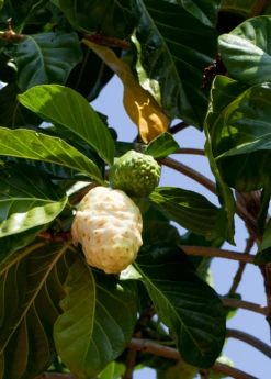 Noni (Morinda Citrifolia) 13 Noni (Morinda Citrifolia) -Exotic Fruit & Spice Garden Shop Morindacitrifolianonifruittreeforsalesowexotic 4