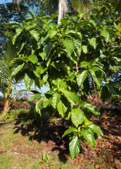 Noni (Morinda Citrifolia) 12 Noni (Morinda Citrifolia) -Exotic Fruit & Spice Garden Shop Morindacitrifolianonifruittreeforsalesowexotic 5