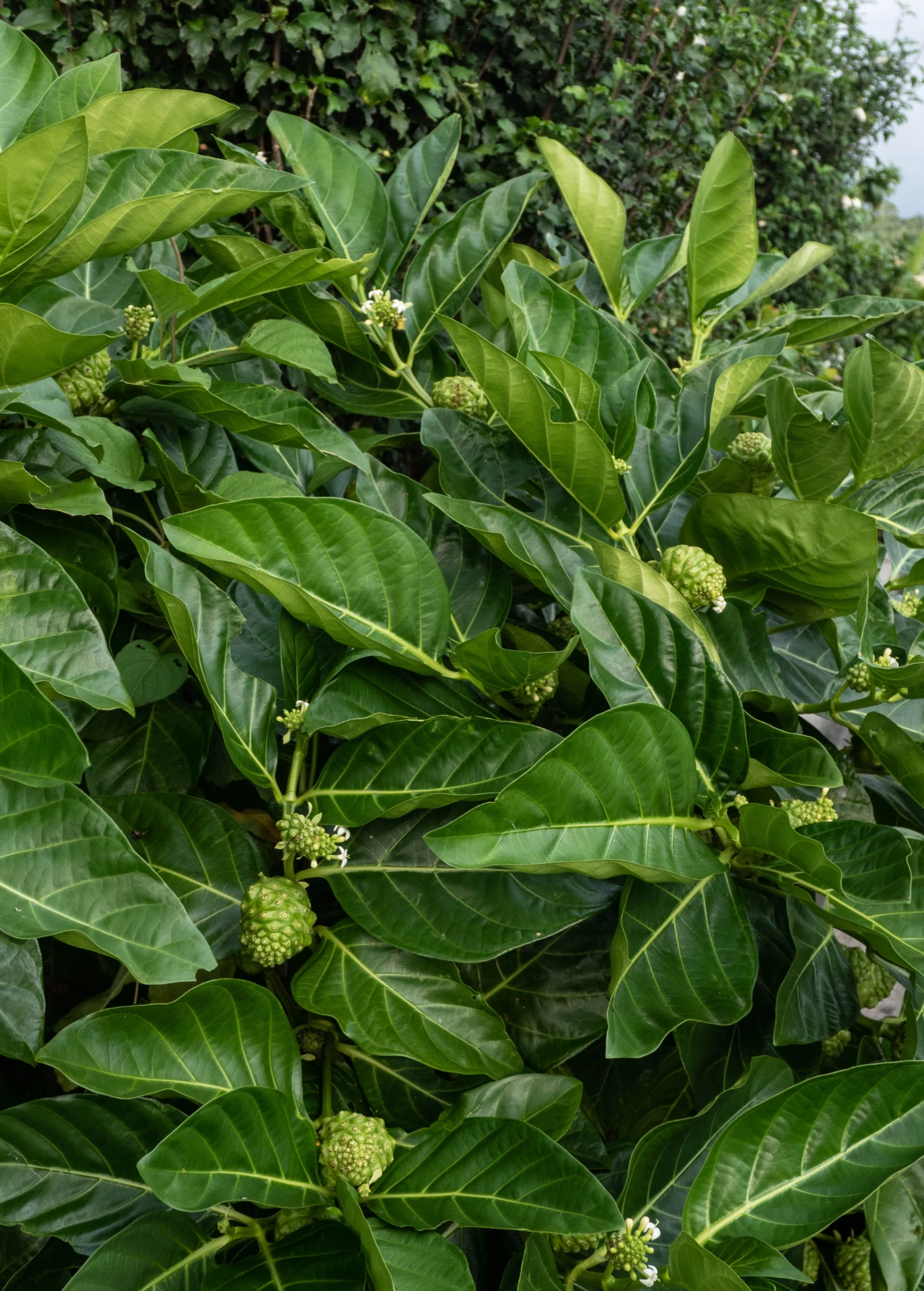 Noni (Morinda Citrifolia) 4 Noni (Morinda Citrifolia) - Image 2