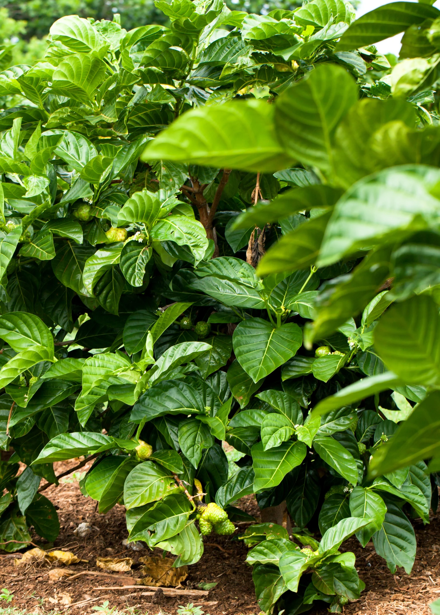 Noni (Morinda Citrifolia) 9 Noni (Morinda Citrifolia) - Image 7