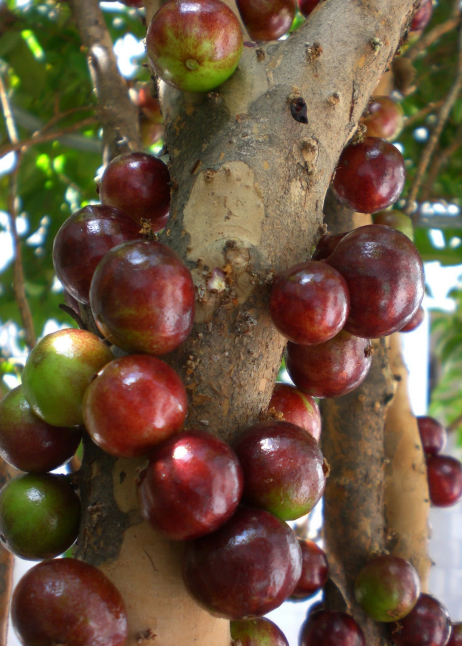 Jabuticaba, Red (Myrciaria Plinia Cauliflora X Aureana) 3 Jabuticaba, Red (Myrciaria Plinia Cauliflora X Aureana)