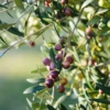 Olive 'Arbequina' (Olea Europea) -Exotic Fruit & Spice Garden Shop Olive Arbequina Oleaeuropea liveplantforsalesowexotic