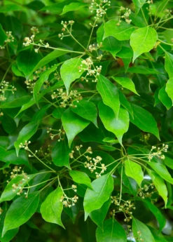 Camphor (Cinnamomum Camphora)