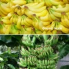 Fall Bundle: Goin' Bananas! 2 Fall Bundle: Goin' Bananas! -Exotic Fruit & Spice Garden Shop RootsBundleBanana