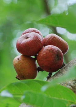 Exotic Fruit & Spice Garden Shop -Exotic Fruit & Spice Garden Shop RoyalVineyardFigPlantforSale SowExotic.com