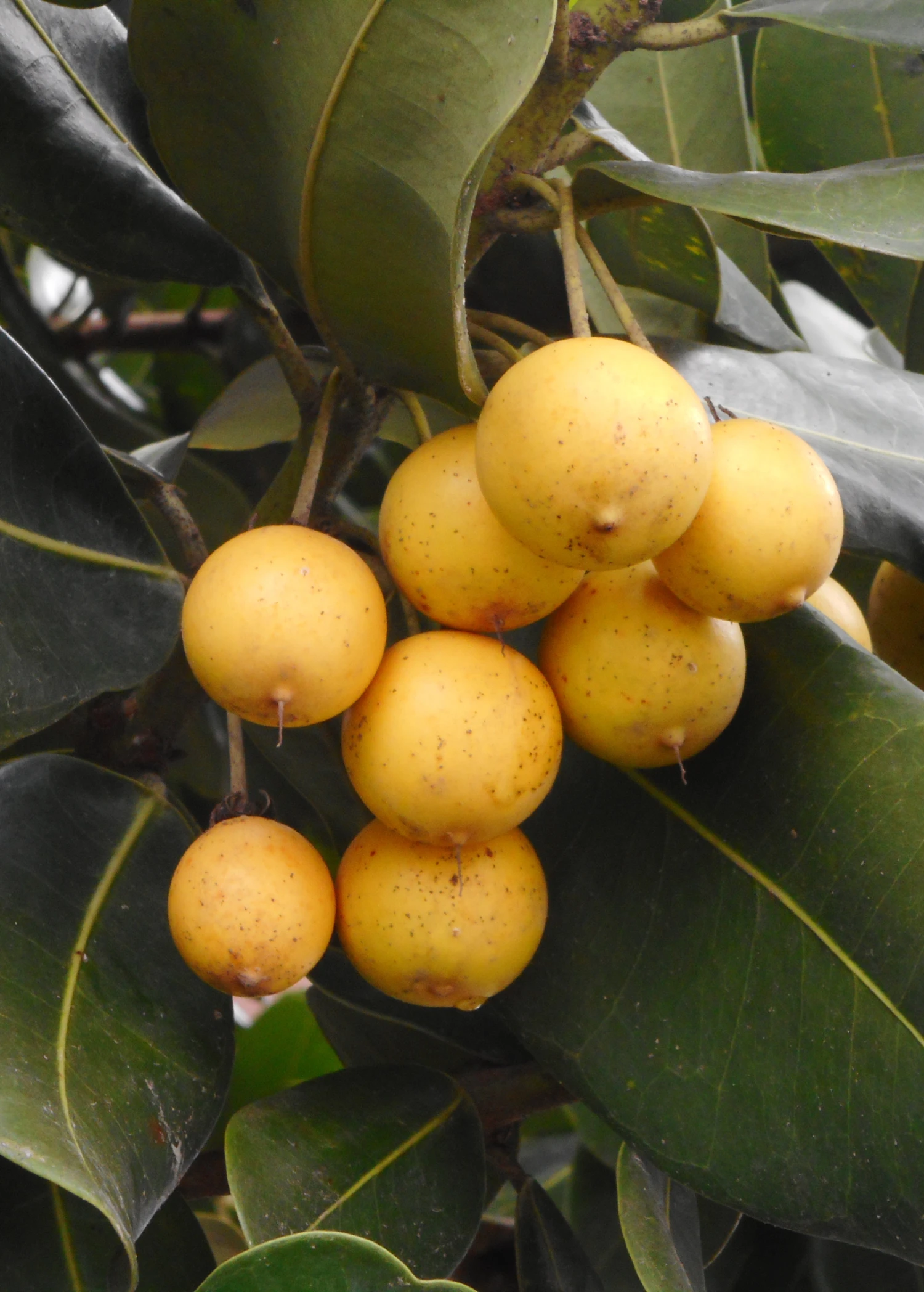 Monkey Apple, Ausubo (Mimusops Balata) 3 Monkey Apple, Ausubo (Mimusops Balata)
