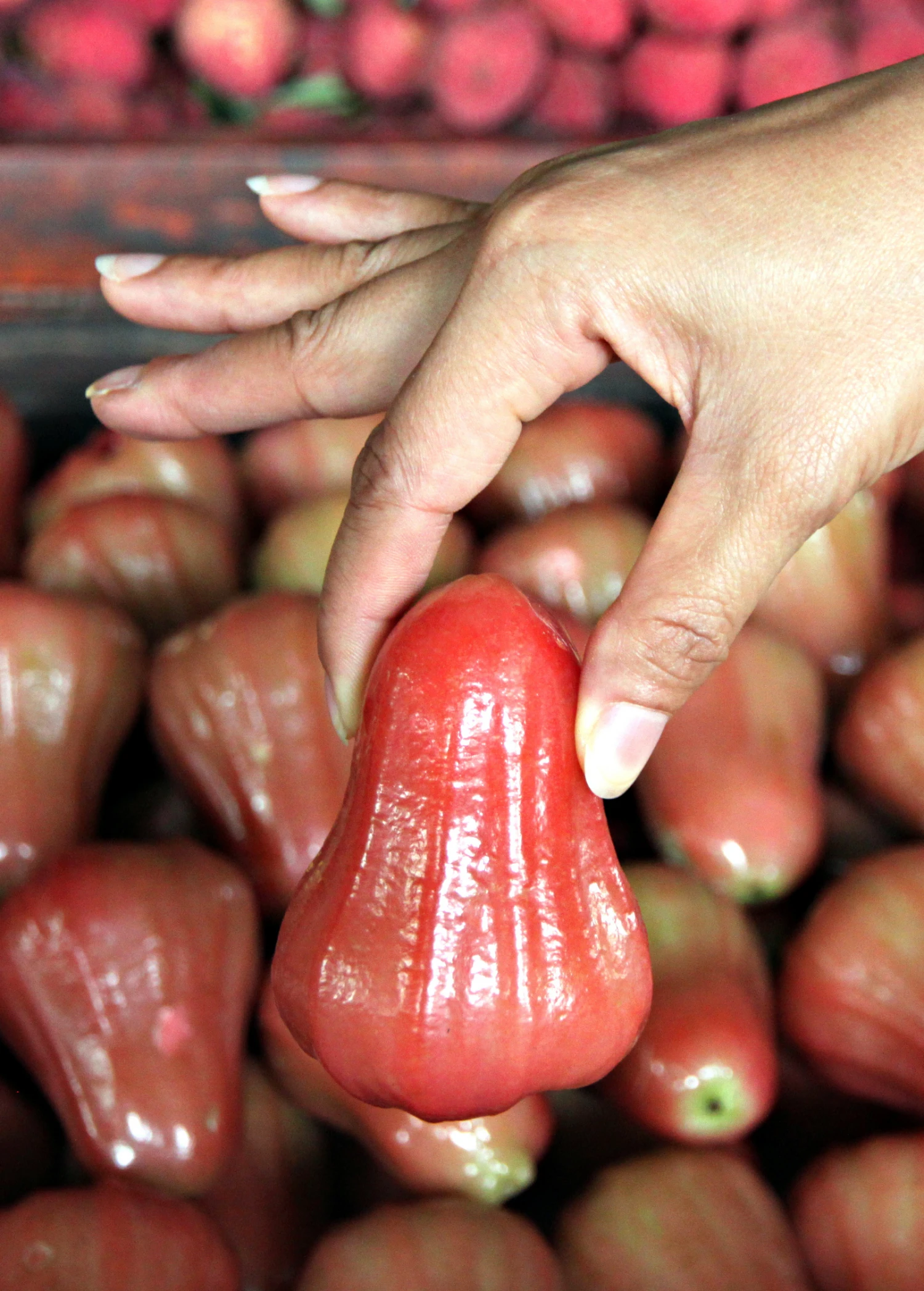 Malay Apple (Syzygium Malaccense) 5 Malay Apple (Syzygium Malaccense) - Image 3