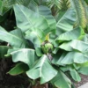 Banana 'Truly Tiny' (Musa Minimus) -Exotic Fruit & Spice Garden Shop TrulyTinyBananaTreeForSale
