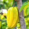 Star Fruit 'Kari' (Averrhoa Carambola) -Exotic Fruit & Spice Garden Shop carambolastartfruitsowexoticplantNursery 1