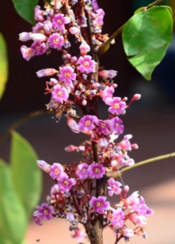Star Fruit 'Kajang' (Averrhoa Carambola) 9 Star Fruit 'Kajang' (Averrhoa Carambola) -Exotic Fruit & Spice Garden Shop carambolastartfruitsowexoticplantNursery 7