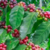 Coffee (Coffea Liberica) 1 Coffee (Coffea Liberica) -Exotic Fruit & Spice Garden Shop coffeelibericacoffeeplantsforsalesowexotic 1