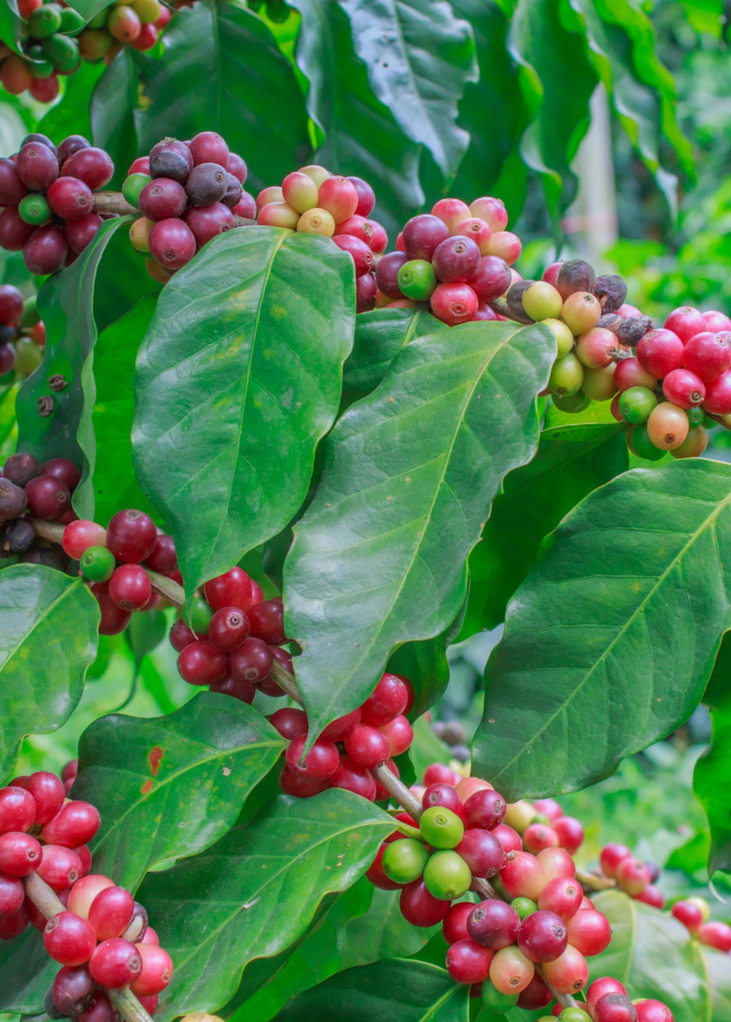 Coffee (Coffea Liberica) 3 Coffee (Coffea Liberica)