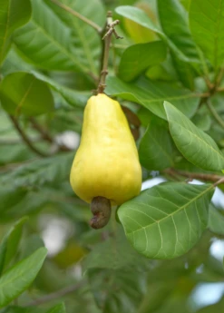 Exotic Fruit & Spice Garden Shop -Exotic Fruit & Spice Garden Shop crunchjackfruitfruittreeliveplantforsalesowexotic 6