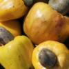 Cashew, Yellow (Anacardium Occidentale) 1 Cashew, Yellow (Anacardium Occidentale) -Exotic Fruit & Spice Garden Shop crunchjackfruitfruittreeliveplantforsalesowexotic 7