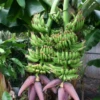 Banana Dwarf 'Double Mahoi' (Musa Acuminata) -Exotic Fruit & Spice Garden Shop doublemahoibanana