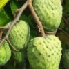 Atemoya 'Geffner' (Annona × Atemoya) 2 Atemoya 'Geffner' (Annona × Atemoya) -Exotic Fruit & Spice Garden Shop geffnerattemoyasowexoticlivegraftedfruitreeforsale
